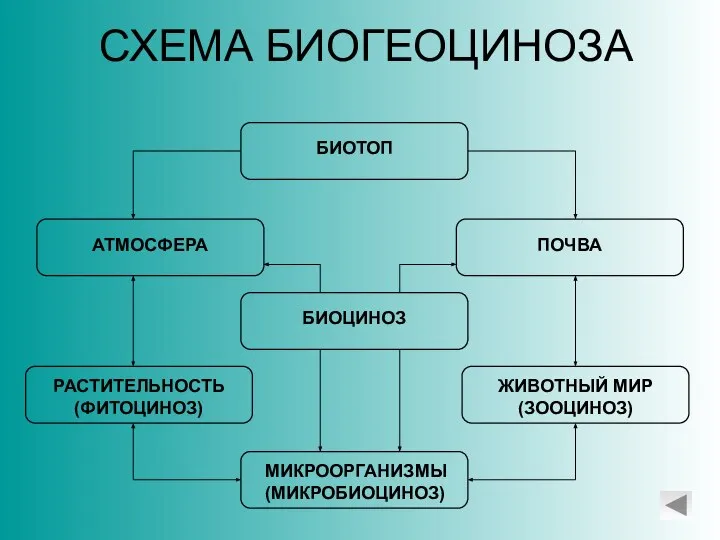 СХЕМА БИОГЕОЦИНОЗА БИОТОП АТМОСФЕРА ПОЧВА БИОЦИНОЗ РАСТИТЕЛЬНОСТЬ (ФИТОЦИНОЗ) ЖИВОТНЫЙ МИР (ЗООЦИНОЗ) МИКРООРГАНИЗМЫ (МИКРОБИОЦИНОЗ)