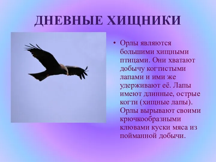 ДНЕВНЫЕ ХИЩНИКИ Орлы являются большими хищными птицами. Они хватают добычу когтистыми