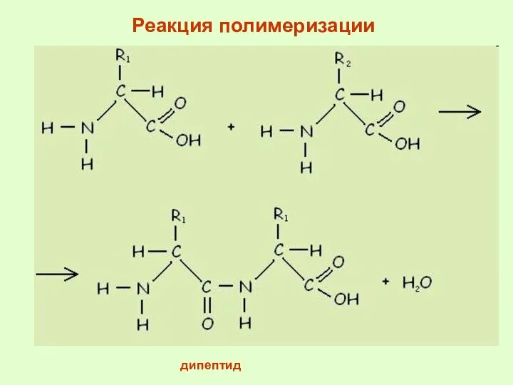 дипептид Реакция полимеризации