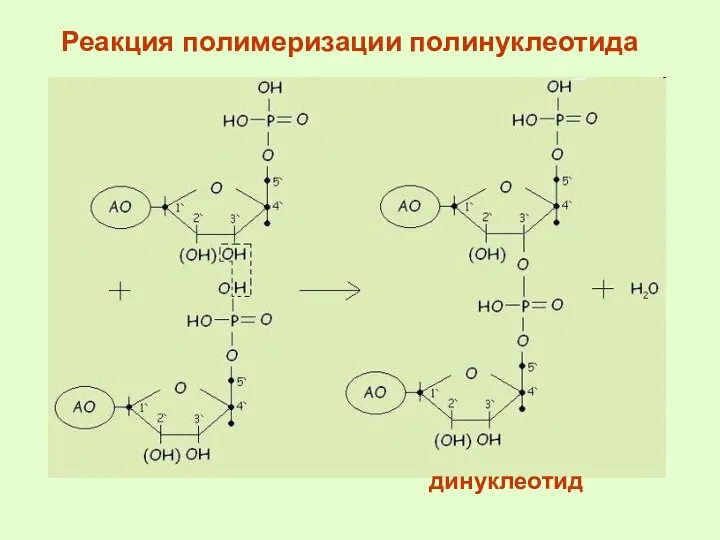 Реакция полимеризации полинуклеотида динуклеотид