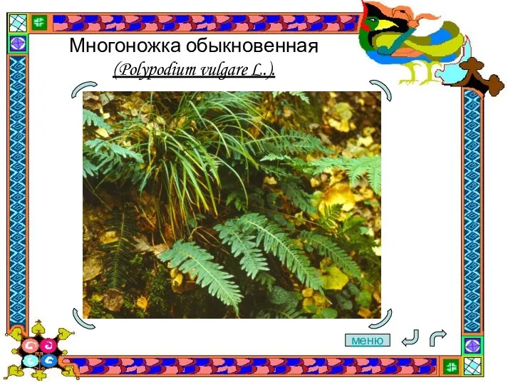 Многоножка обыкновенная (Polypodium vulgare L.). меню