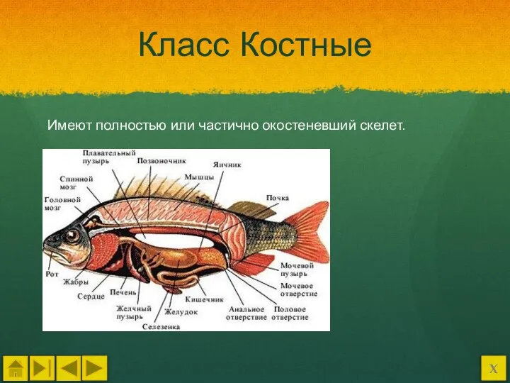 Класс Костные Имеют полностью или частично окостеневший скелет. Х