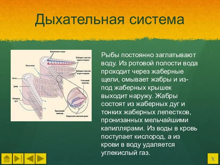 Дыхательная система Рыбы постоянно заглатывают воду. Из ротовой полости вода проходит