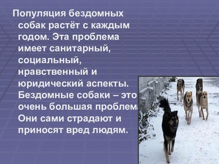 Популяция бездомных собак растёт с каждым годом. Эта проблема имеет санитарный,