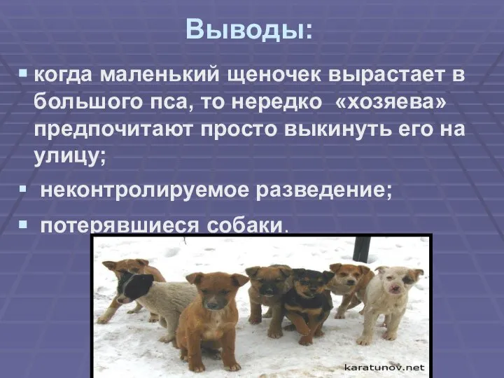 Выводы: когда маленький щеночек вырастает в большого пса, то нередко «хозяева»