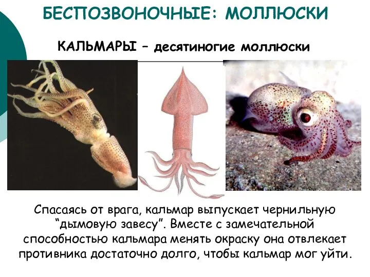 БЕСПОЗВОНОЧНЫЕ: МОЛЛЮСКИ КАЛЬМАРЫ – десятиногие моллюски Спасаясь от врага, кальмар выпускает