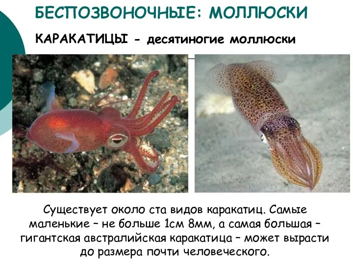 КАРАКАТИЦЫ - десятиногие моллюски БЕСПОЗВОНОЧНЫЕ: МОЛЛЮСКИ Существует около ста видов каракатиц.