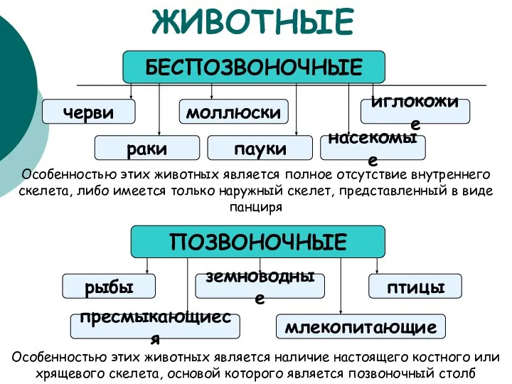 ЖИВОТНЫЕ БЕСПОЗВОНОЧНЫЕ ПОЗВОНОЧНЫЕ рыбы пресмыкающиеся млекопитающие птицы земноводные пауки раки иглокожие