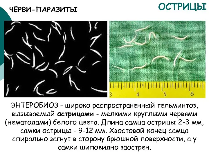 ОСТРИЦЫ ЭНТЕРОБИОЗ - широко распространенный гельминтоз, вызываемый острицами - мелкими круглыми