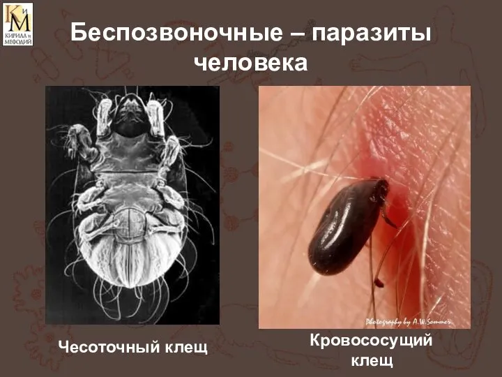 Беспозвоночные – паразиты человека Чесоточный клещ Кровососущий клещ