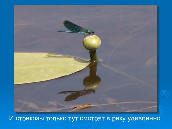 И стрекозы только тут смотрят в реку удивлённо.