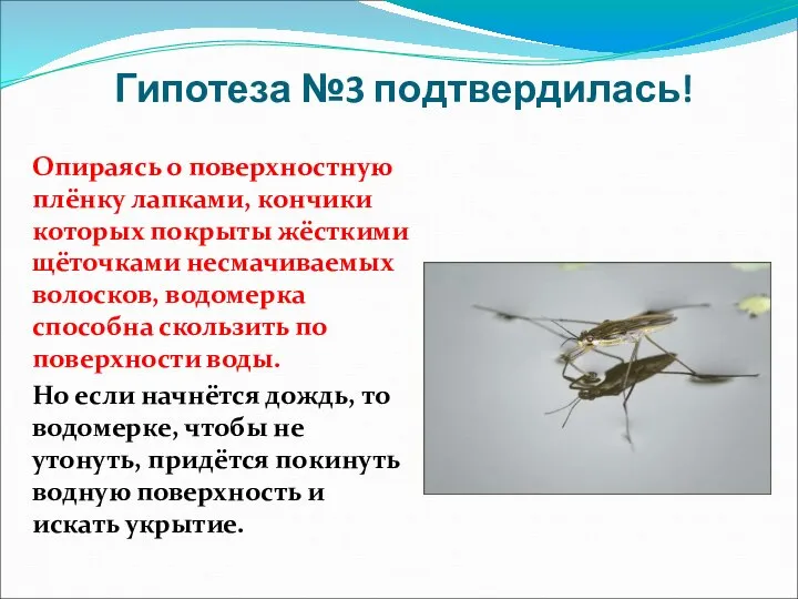 Гипотеза №3 подтвердилась! Опираясь о поверхностную плёнку лапками, кончики которых покрыты