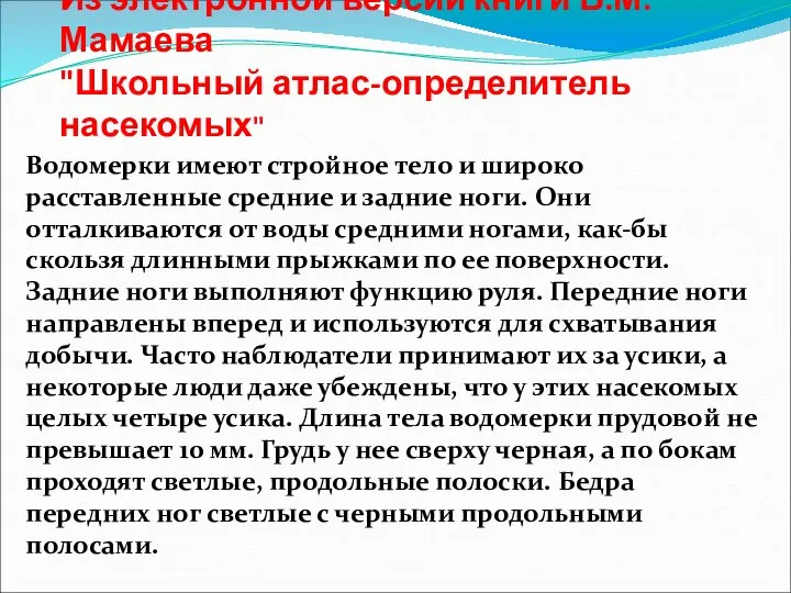 Из электронной версии книги Б.М. Мамаева "Школьный атлас-определитель насекомых" Водомерки имеют