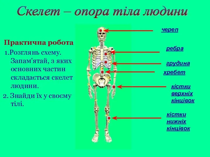 Скелет – опора тіла людини череп ребра грудина кістки верхніх кінцівок