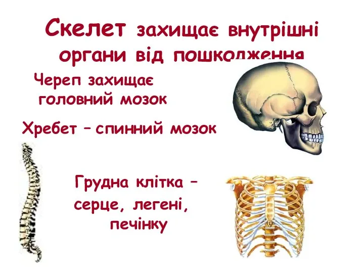 Скелет захищає внутрішні органи від пошкодження Череп захищає головний мозок Хребет