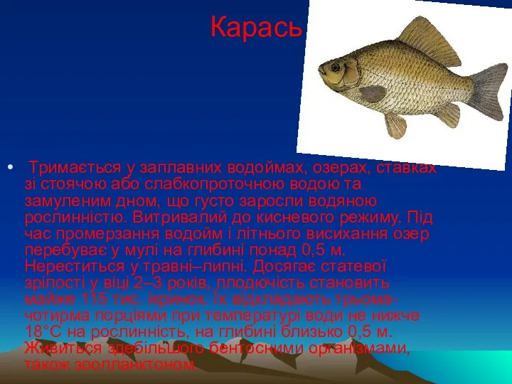 Карась Тримається у заплавних водоймах, озерах, ставках зі стоячою або слабкопроточною