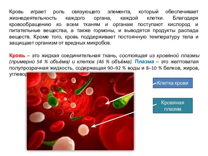 Клетка крови Кровяная плазма Кровь играет роль связующего элемента, который обеспечивает