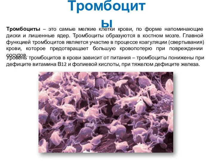 Тромбоциты Тромбоциты – это самые мелкие клетки крови, по форме напоминающие