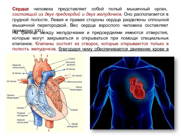 Сердце человека представляет собой полый мышечный орган, состоящий из двух предсердий