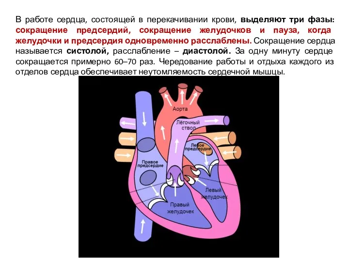 В работе сердца, состоящей в перекачивании крови, выделяют три фазы: сокращение