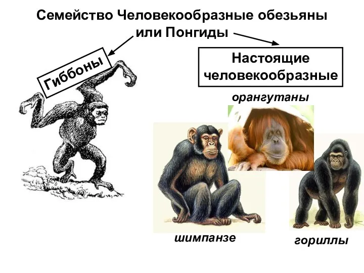 Семейство Человекообразные обезьяны или Понгиды Гиббоны орангутаны гориллы шимпанзе Настоящие человекообразные
