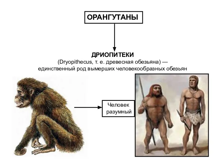 ДРИОПИТЕКИ (Dryopithecus, т. е. древесная обезьяна) — единственный род вымерших человекообразных обезьян ОРАНГУТАНЫ Человек разумный