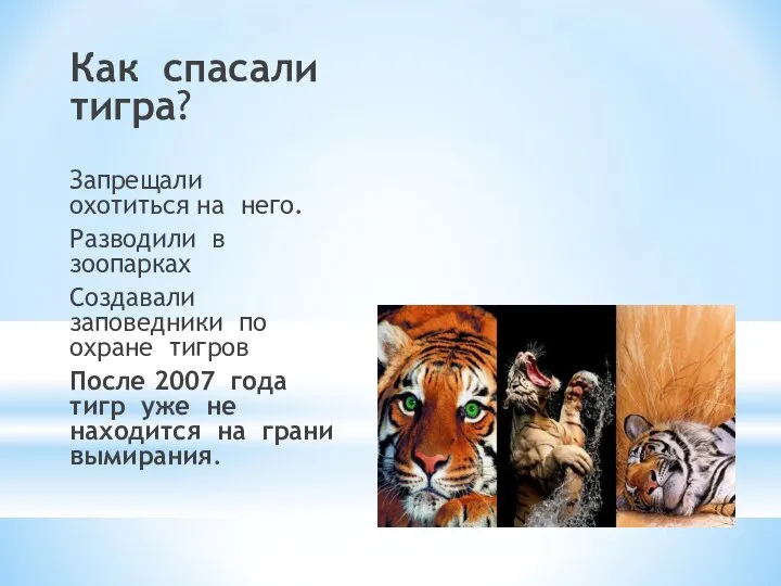 Как спасали тигра? Запрещали охотиться на него. Разводили в зоопарках Создавали