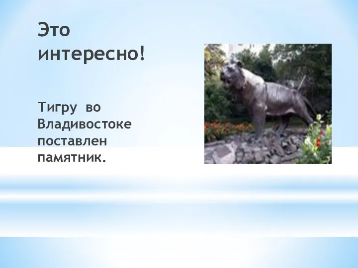 Это интересно! Тигру во Владивостоке поставлен памятник.