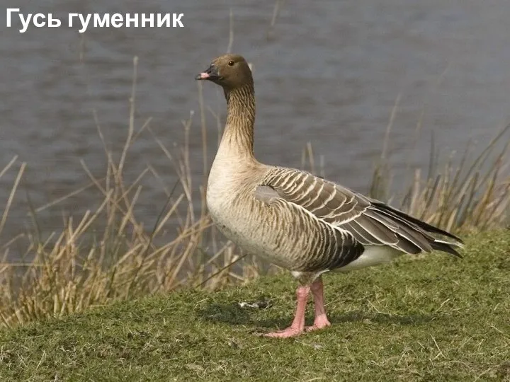 Гусь гуменник