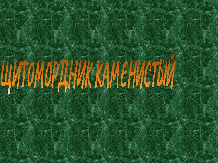 ЩИТОМОРДНИК КАМЕНИСТЫЙ