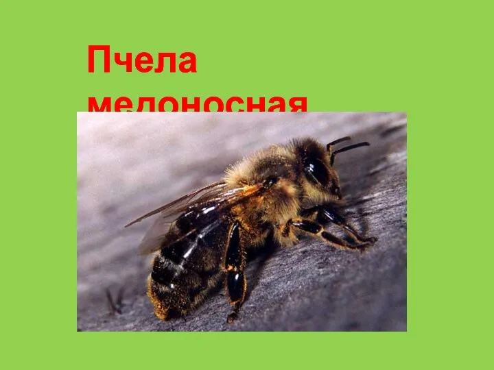 Пчела медоносная