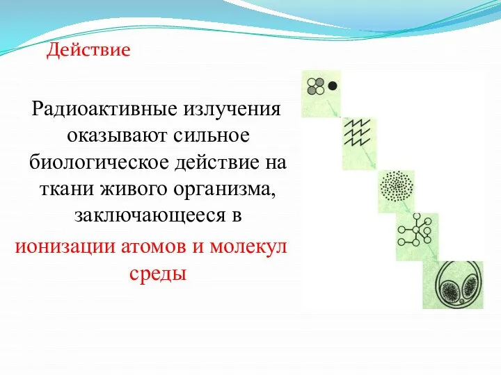 Радиоактивные излучения оказывают сильное биологическое действие на ткани живого организма, заключающееся