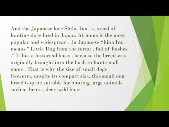 And the Japanese love Shiba Inu - a breed of hunting