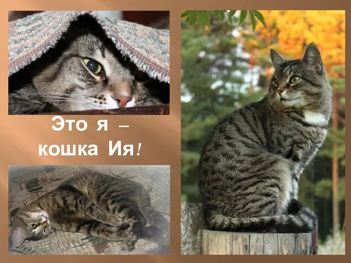 Это я – кошка Ия!