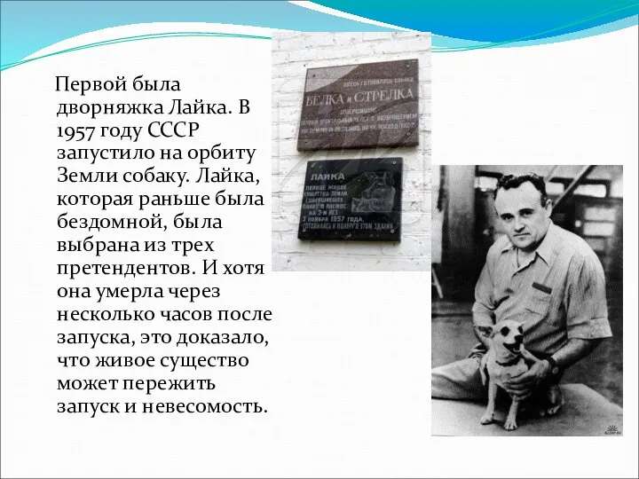 Первой была дворняжка Лайка. В 1957 году СССР запустило на орбиту