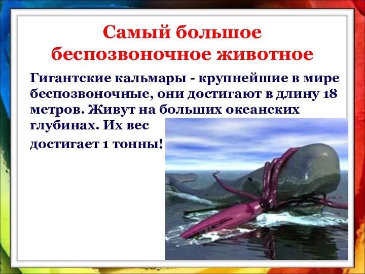 Гигантские кальмары - крупнейшие в мире беспозвоночные, они достигают в длину