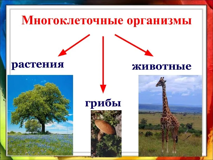 Многоклеточные организмы животные растения грибы