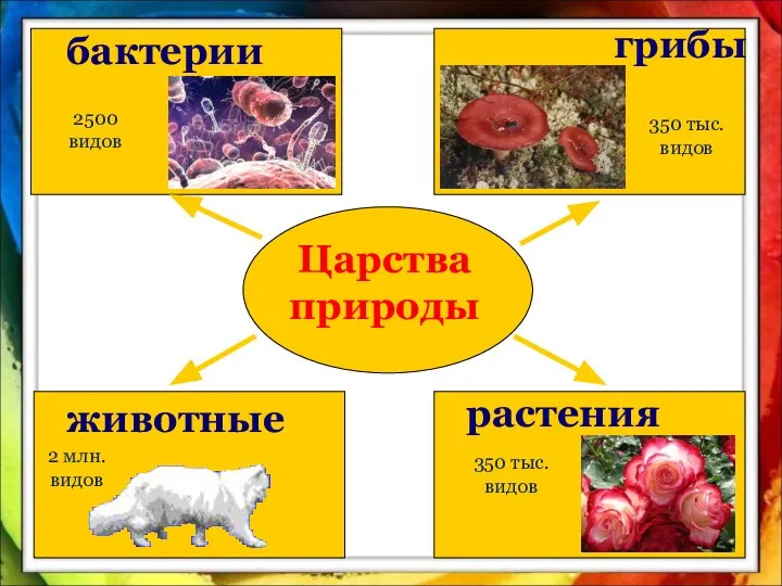 Царства природы бактерии животные растения грибы 2500 видов 350 тыс. видов