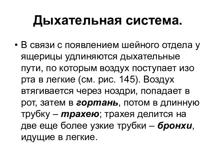 Дыхательная система. В связи с появлением шейного отдела у ящерицы удлиняются