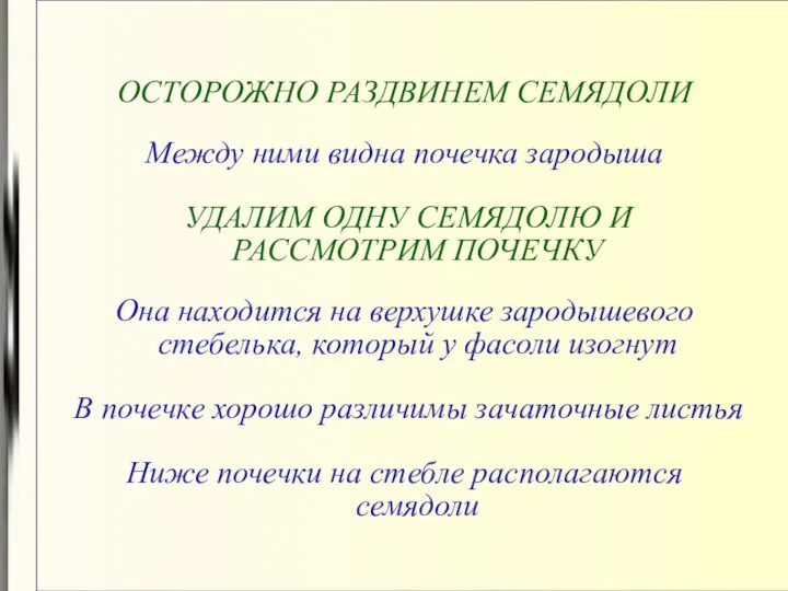 ОСТОРОЖНО РАЗДВИНЕМ СЕМЯДОЛИ Между ними видна почечка зародыша УДАЛИМ ОДНУ СЕМЯДОЛЮ