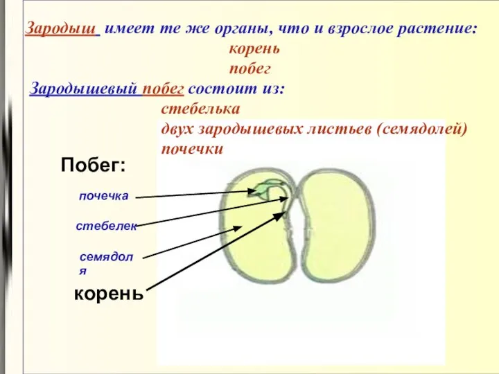 Зародыш имеет те же органы, что и взрослое растение: корень побег