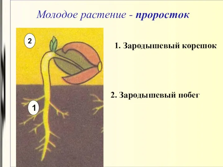 Молодое растение - проросток 1. Зародышевый корешок 2. Зародышевый побег 1 2