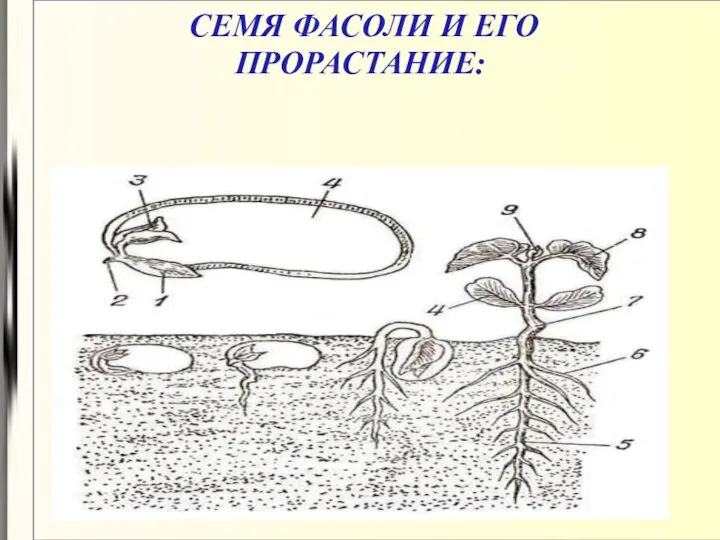 СЕМЯ ФАСОЛИ И ЕГО ПРОРАСТАНИЕ: