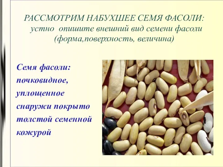 РАССМОТРИМ НАБУХШЕЕ СЕМЯ ФАСОЛИ: устно опишите внешний вид семени фасоли (форма,поверхность,