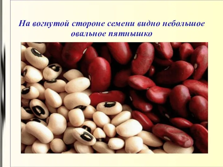 На вогнутой стороне семени видно небольшое овальное пятнышко