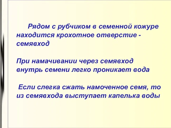 Рядом с рубчиком в семенной кожуре находится крохотное отверстие - семявход