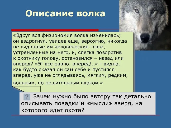 Описание волка «Вдруг вся физиономия волка изменилась; он вздрогнул, увидев еще,