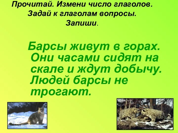 Прочитай. Измени число глаголов. Задай к глаголам вопросы. Запиши. Барсы живут