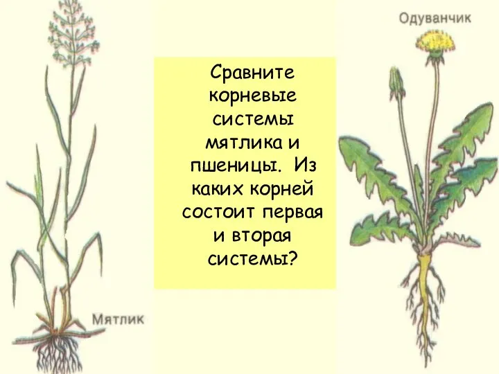 Сравните корневые системы мятлика и пшеницы. Из каких корней состоит первая и вторая системы?