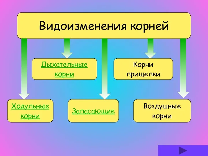 Видоизменения корней Ходульные корни Дыхательные корни Корни прищепки Запасающие Воздушные корни